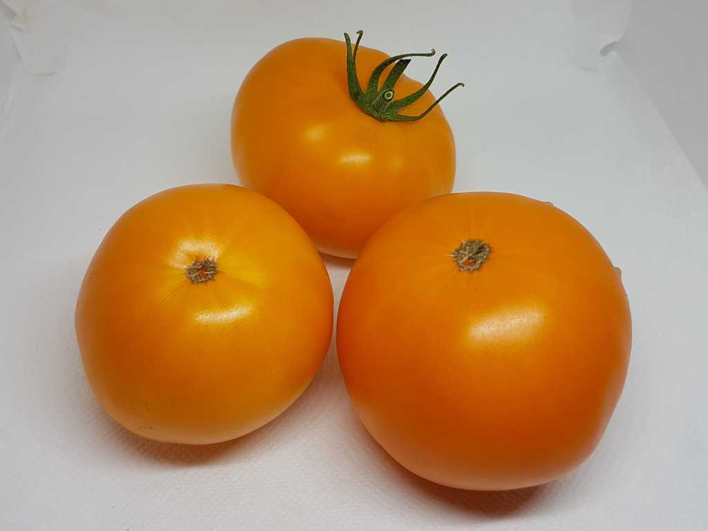 Doctor Wyche's Yellow